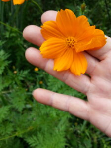 Um caminho de flores e de frutos